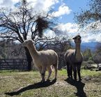 Coffee with Critters - Harvest Hosts