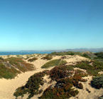 Morro Bay dunes