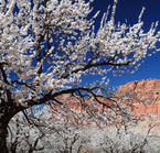 Spring in Capitol Reef