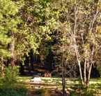 Emplacement pour tentes