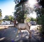 Trailer Village RV Park