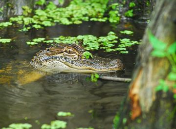 Top 5 alligator watching spots in Louisiana