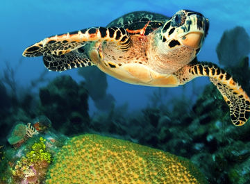 Les 5 meilleures activités pour découvrir la faune en Floride