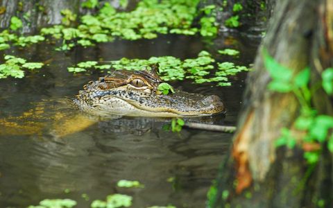 Les 5 meilleurs endroits pour observer les alligators en Louisiane