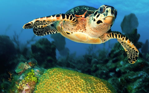 Les 5 meilleures activités pour découvrir la faune en Floride
