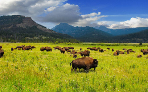 I'm a USA travel expert. Here are my 5 must-sees in Yellowstone.