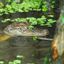 Les 5 meilleurs endroits pour observer les alligators en Louisiane