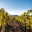 Napa Valley: les 7 meilleurs vignobles à visiter