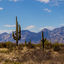 Saguaro National park : le guide ultime