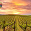 Napa Valley : Top 5 des activités incontournables 