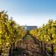 Napa Valley: les 7 meilleurs vignobles à visiter