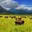 Je suis spécialiste USA et voici 5 incontournables que je recommande à Yellowstone