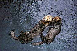 Des loutrons abandonnés rejoignent une loutre à l'Aquarium de Vancouver