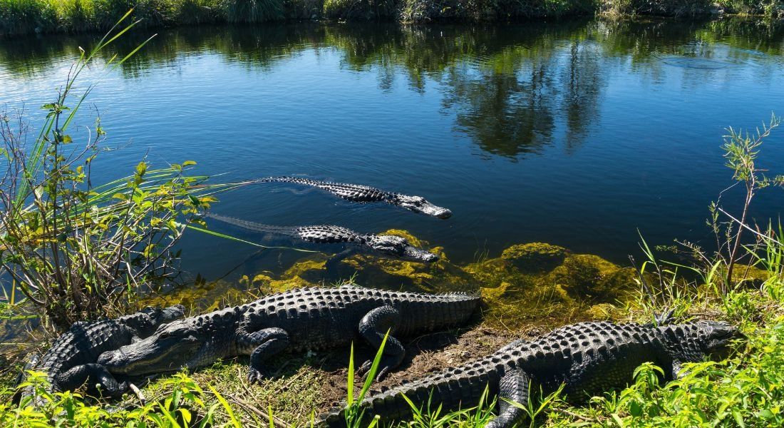 Alligators in Everglades National Park 4 alligators in Everglades National Park, Florida
