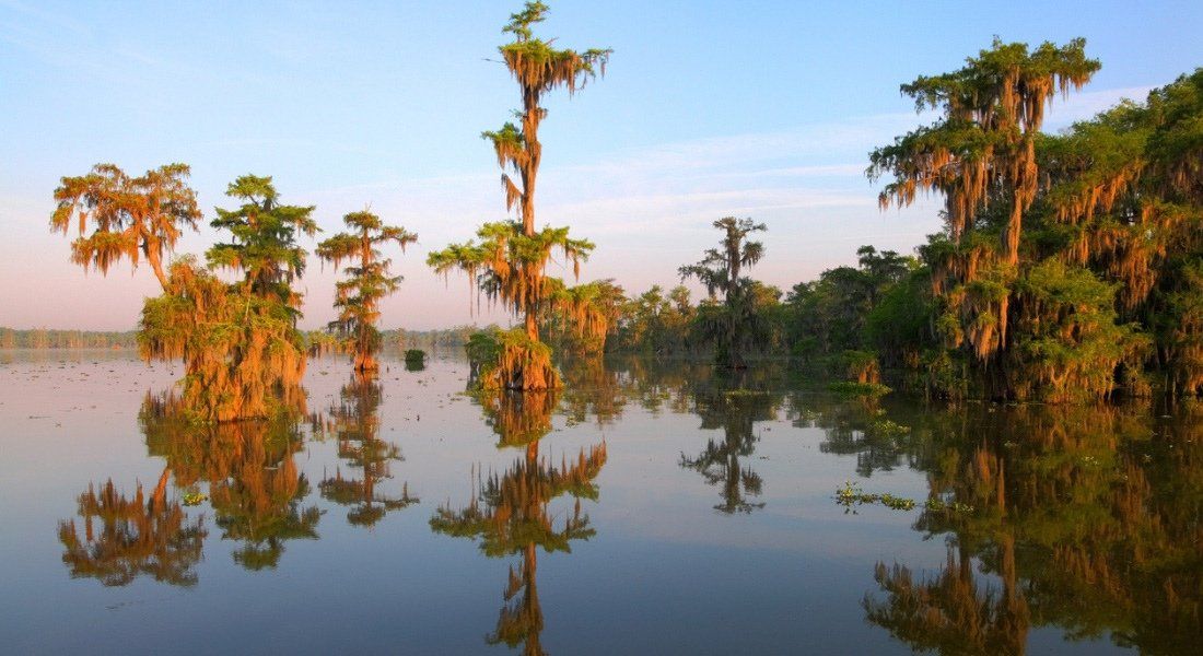 cajun swamp tour bayou lafayette
