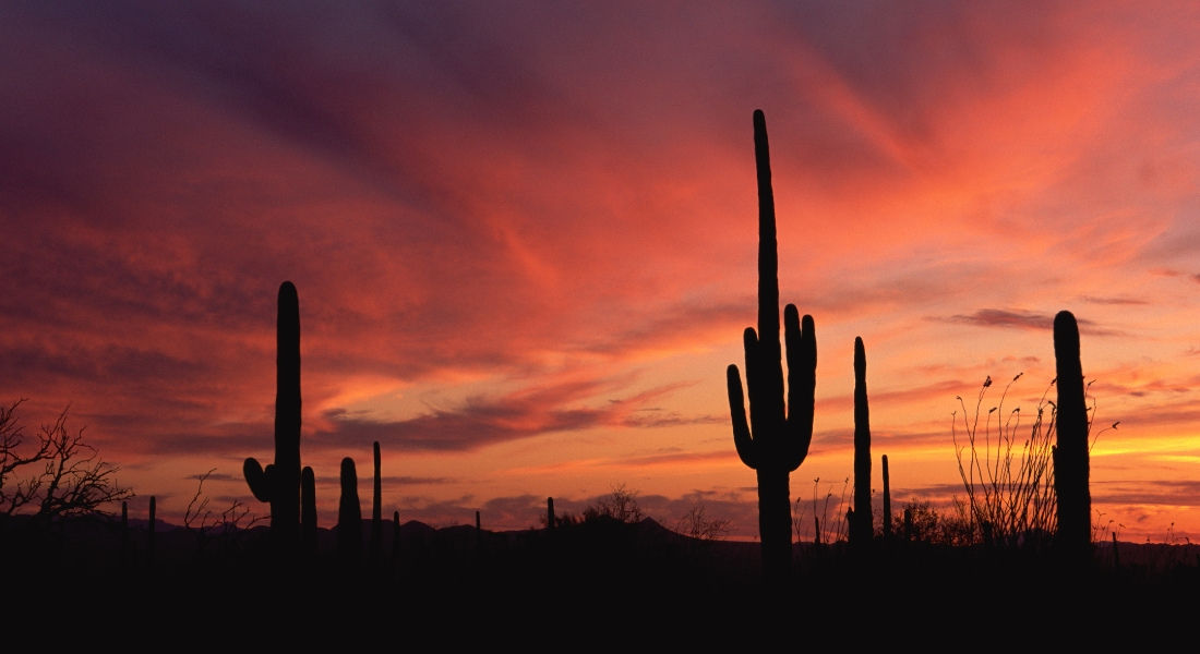 Cactus à Phoenix au coucher du soleil