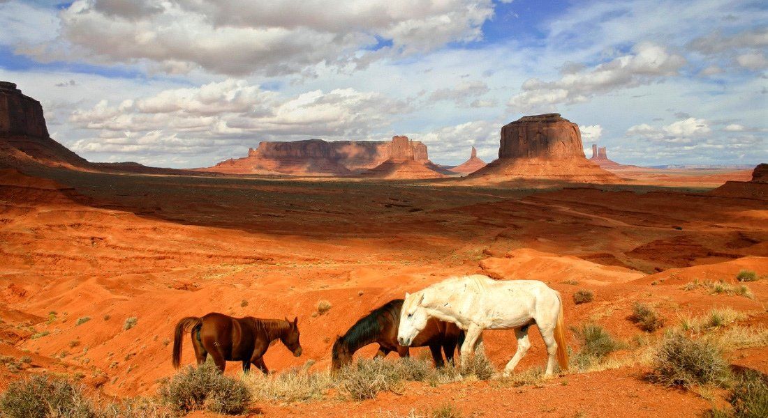 monument valley cowboy monument valley wild animals