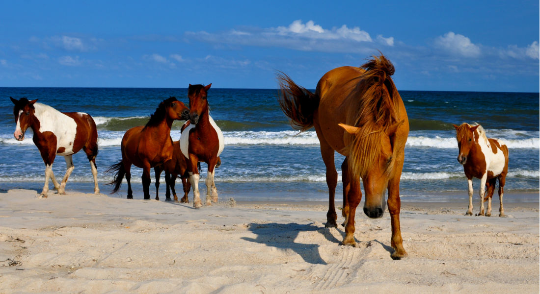 Assateague Island dans le Maryland, l'une des plus belles plages de l'Est américain Chevaux sauvages sur la plage