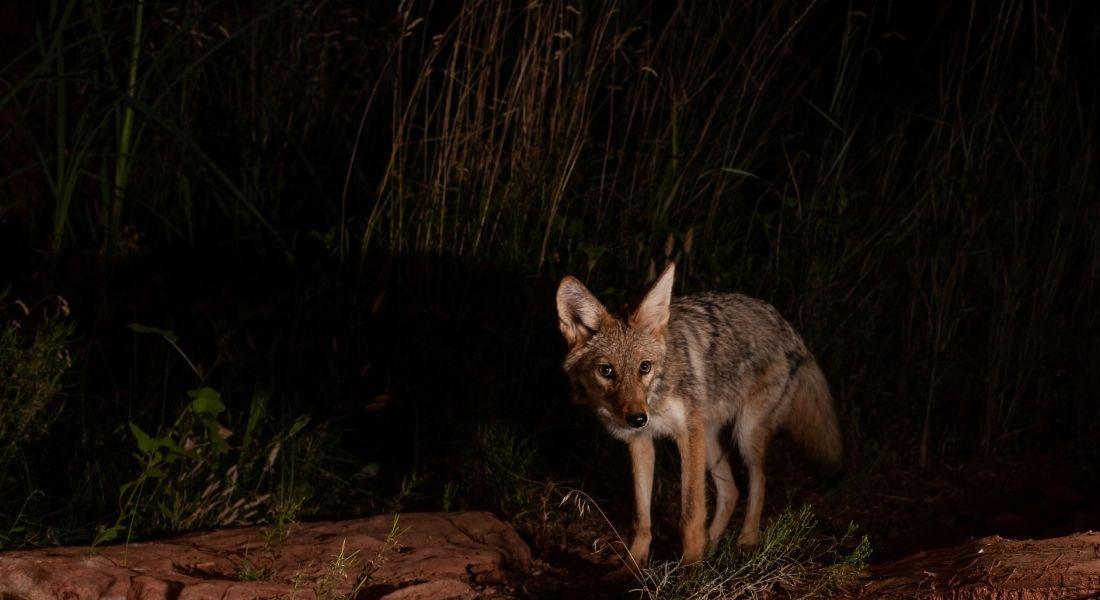 Faune Dead Horse Point Coyote en pleine nuit en train de chasser