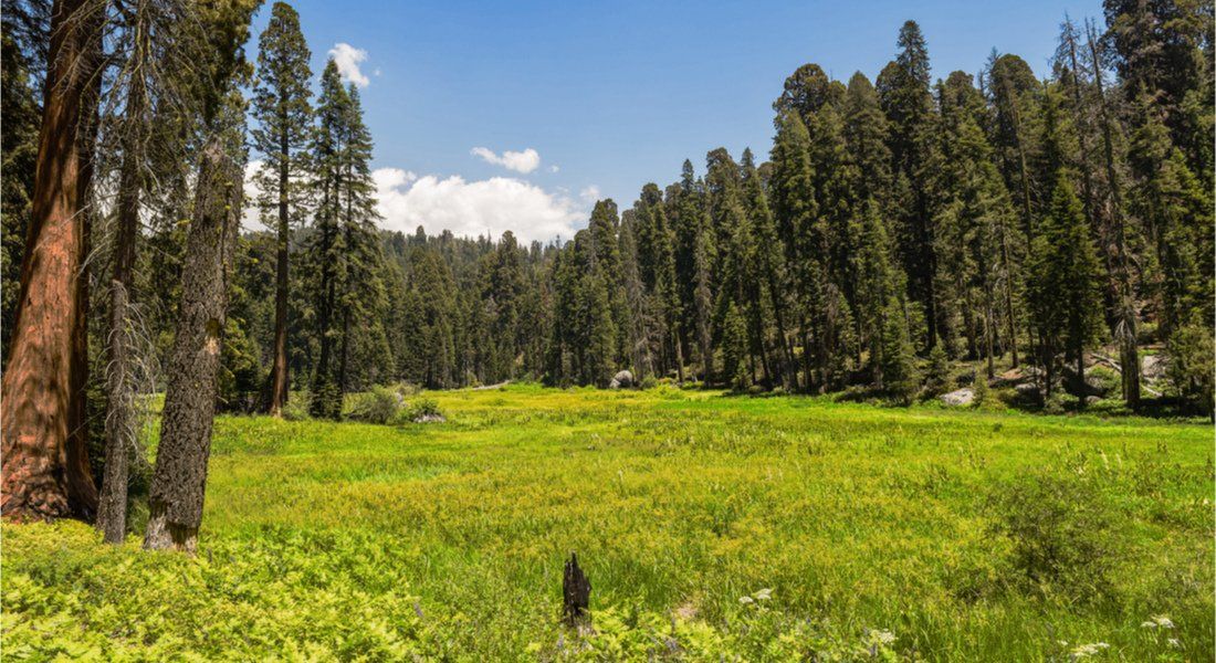 @NatalieJean - shutterstock_1211567320 View of Crescent Meadow in Sequoia National Park
