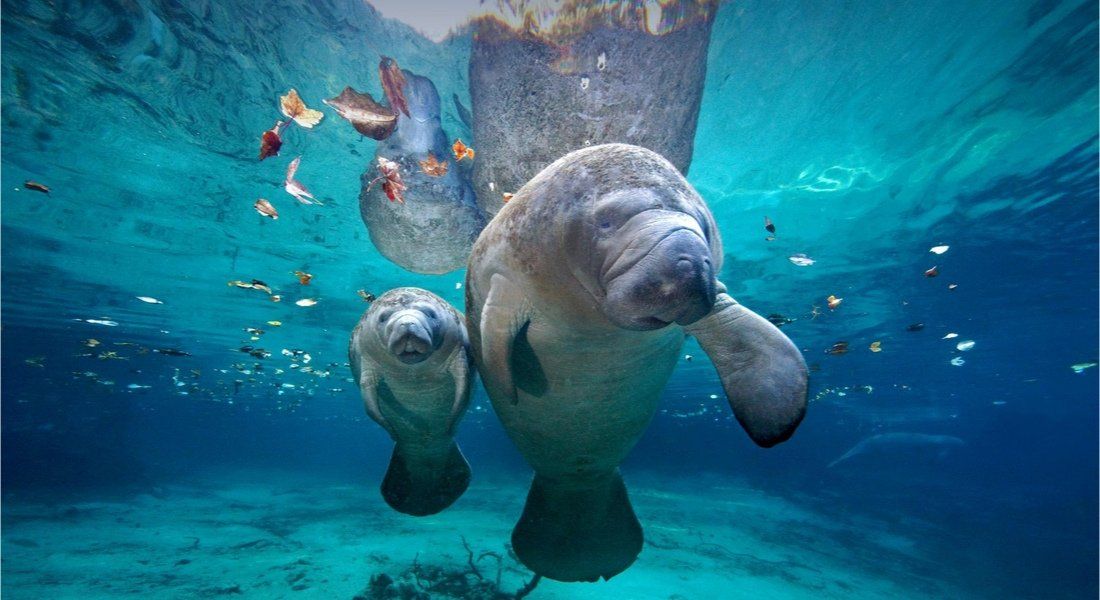 shutterstock_1517951480 @ Neel Adsul Maman lamantin et son bébé