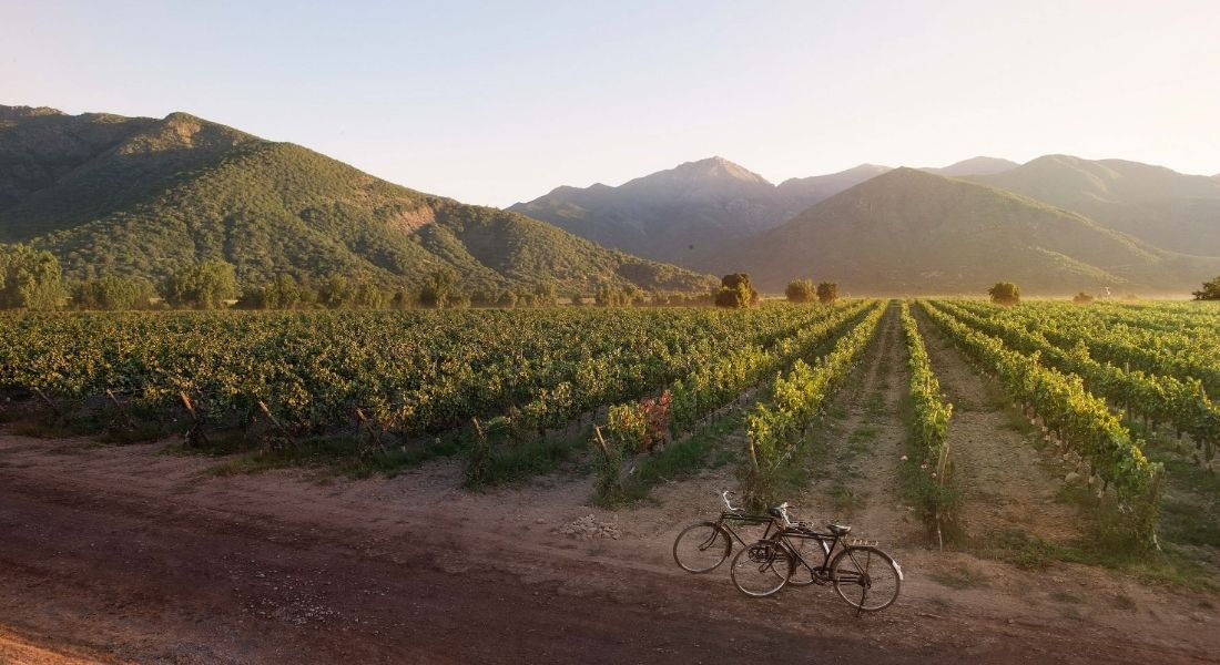 La Napa Valley en vélo Deux vélos devant les vignes de la Napa Valley au coucher du soleil