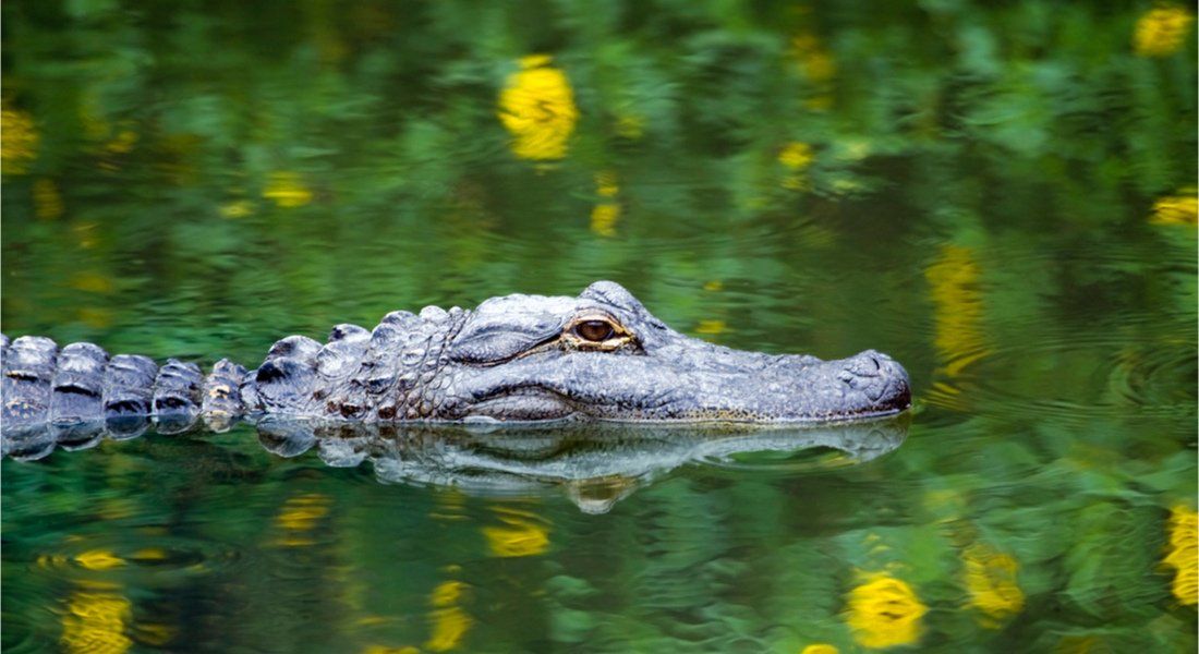 @Mark_Kostich - shutterstock_1100268407 Alligators dans les marécages