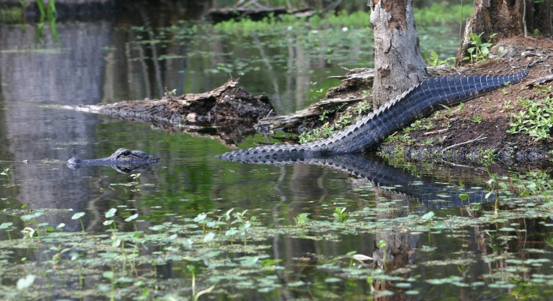 alligators bayou louisiana houma bayou tours