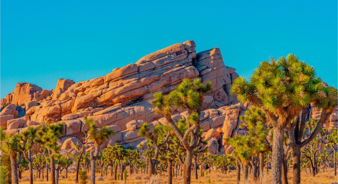 @Patricia Elaine Thomas - shutterstock_1932743393 Arbres de Josué