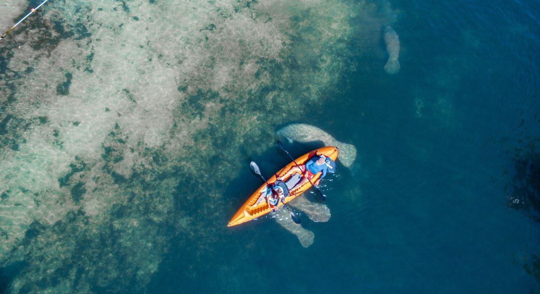 @Alex Couto - shutterstock_605963765 Deux personnes dans un kayak pagayant avec les lamantins autour d'eux à Crystal River