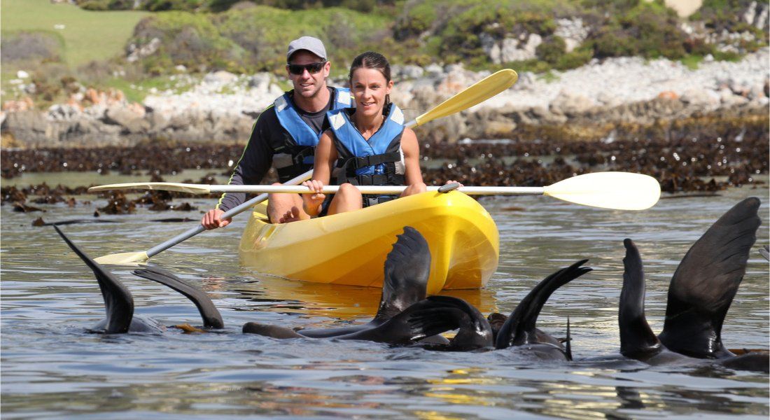 Couple en kayak pagayant au milieu des phoques à Monterey Californie