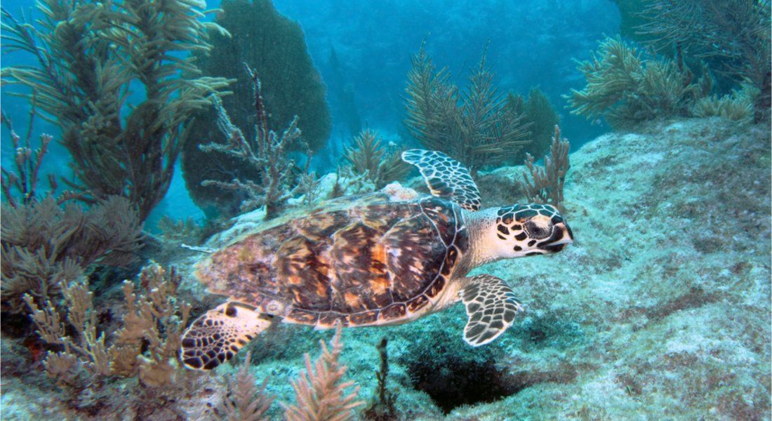 Sea turtle in Florida