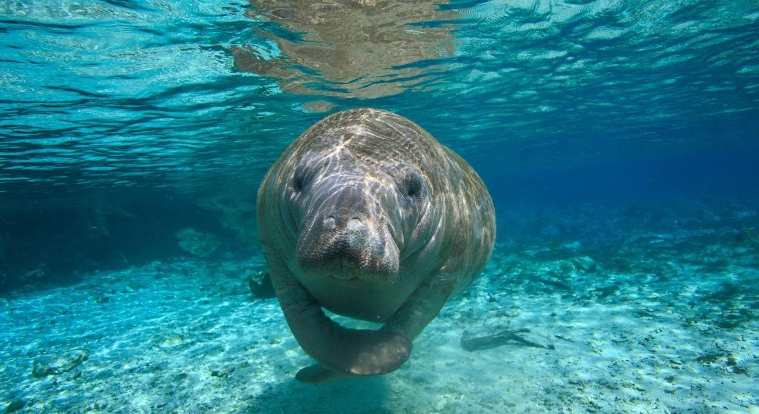 @Thierry Eidenweil - shutterstock_2107264493 Un lamantin vu de face dans les eaux cristalines de Crystal River en Floride