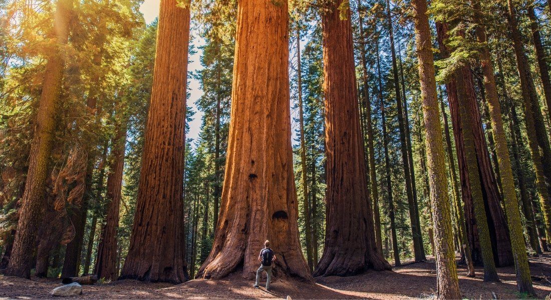 Adobe-71102298 @Tomasz Zajda Circuit en californie au etats-unis, parc sequoia