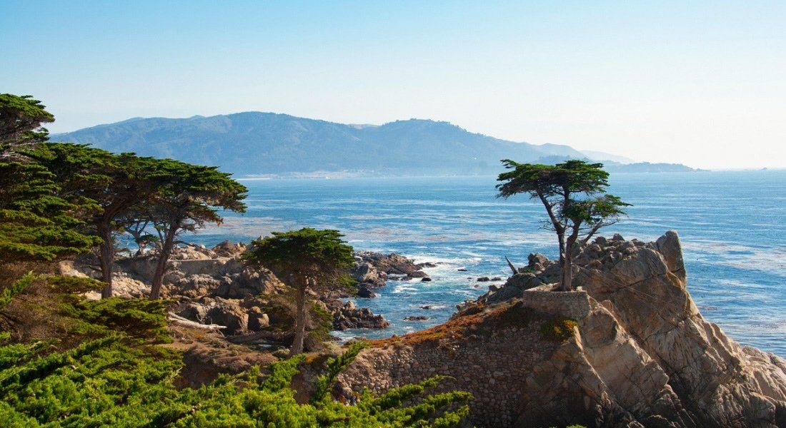 tree highway 1 california lone cypress monterey