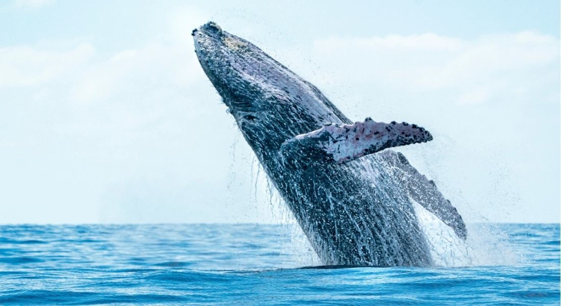 Observation des baleines en Californie Saut de baleine en Californie