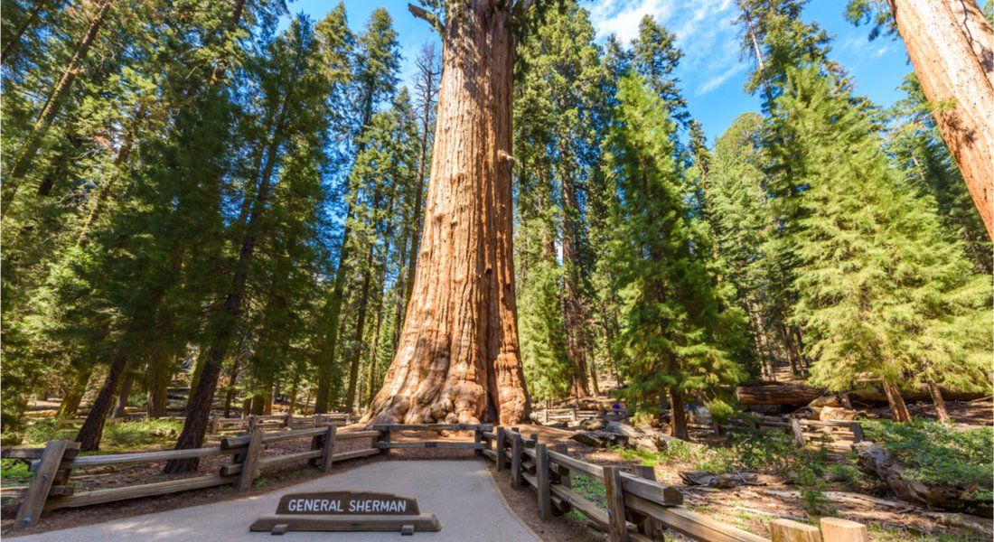 @ Simon Dannhauer - shutterstock_745595488 The largest sequoia in the park
