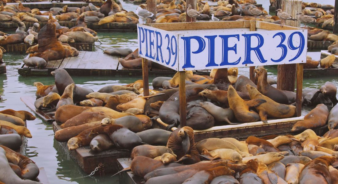 Otaries à San Francisco Otaries sur des pontons flottants à San Francisco au Pier 39