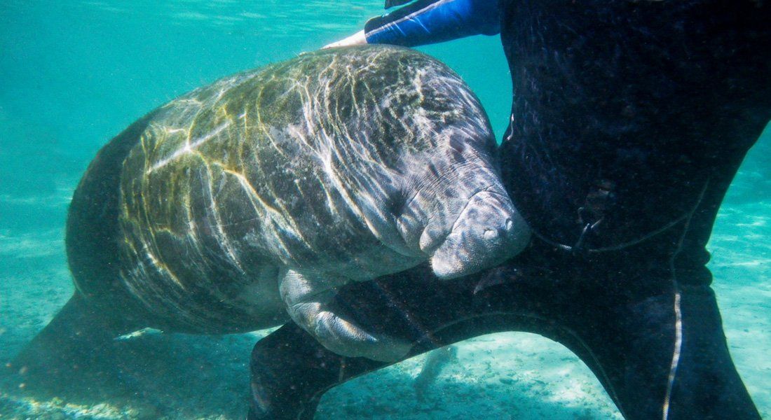 Lamantins à Crystal river Manatee à crystal river