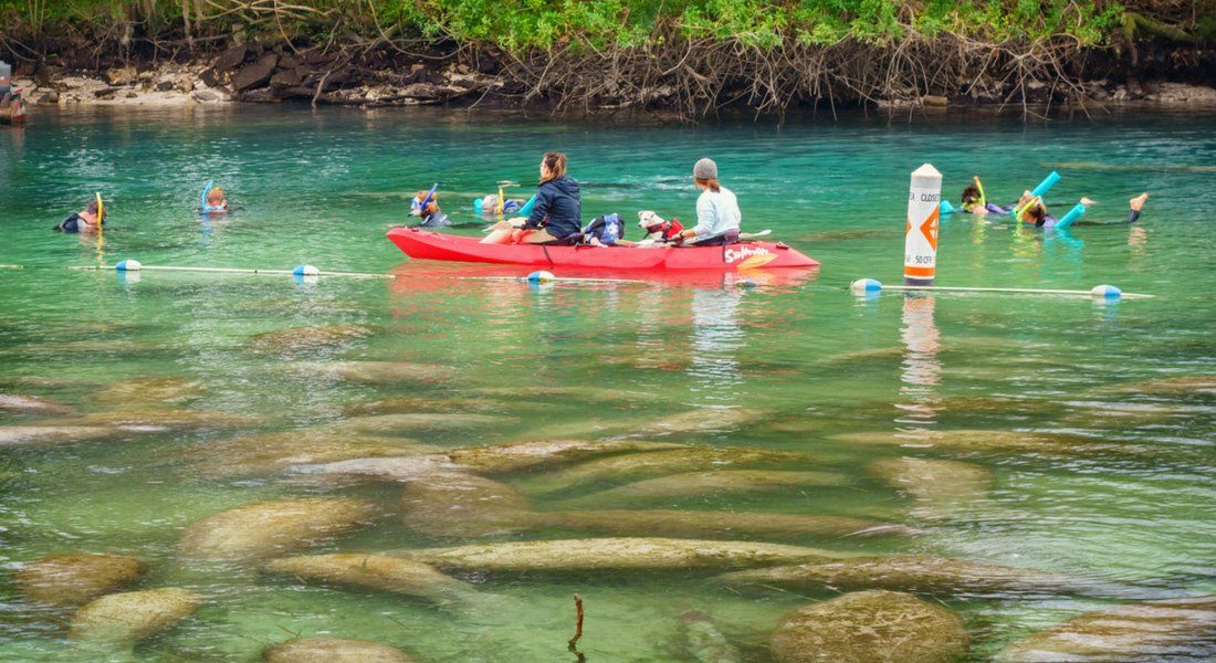 Crystal river Visiter crystal river