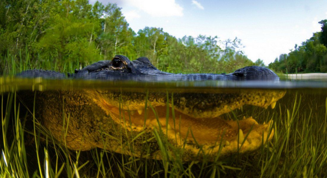 difference crocodile, alligator everglades crocodiles