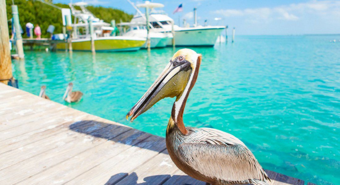 beach bird florida large bird florida