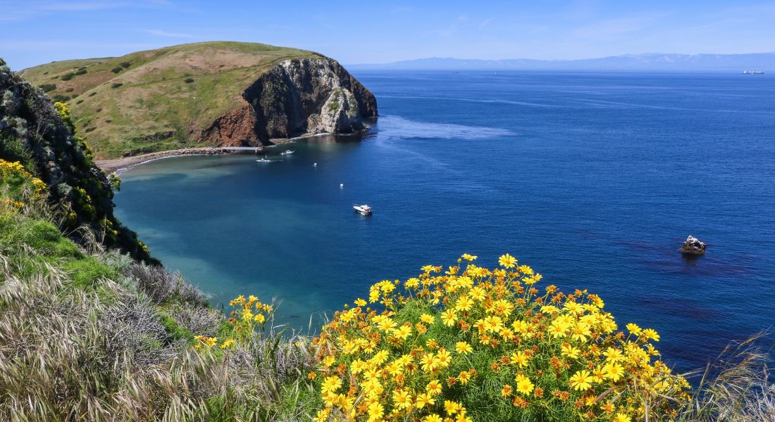 @Bram Reusen - shutterstock_626578121 Vue sur l'océan avec des fleurs jaunes au premier plan et une falaise en fond