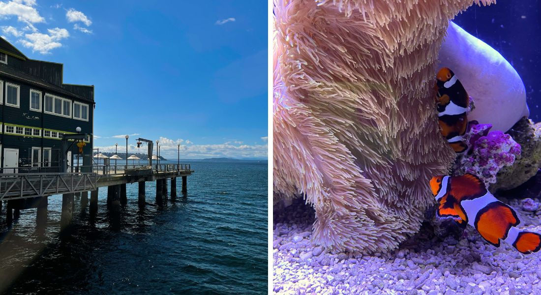Seattle aquarium quoi voir à Seattle Aquarium de Seattle sur le Riverfront