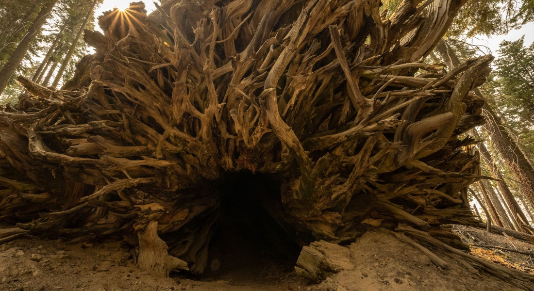 Fallen Sequoia in California