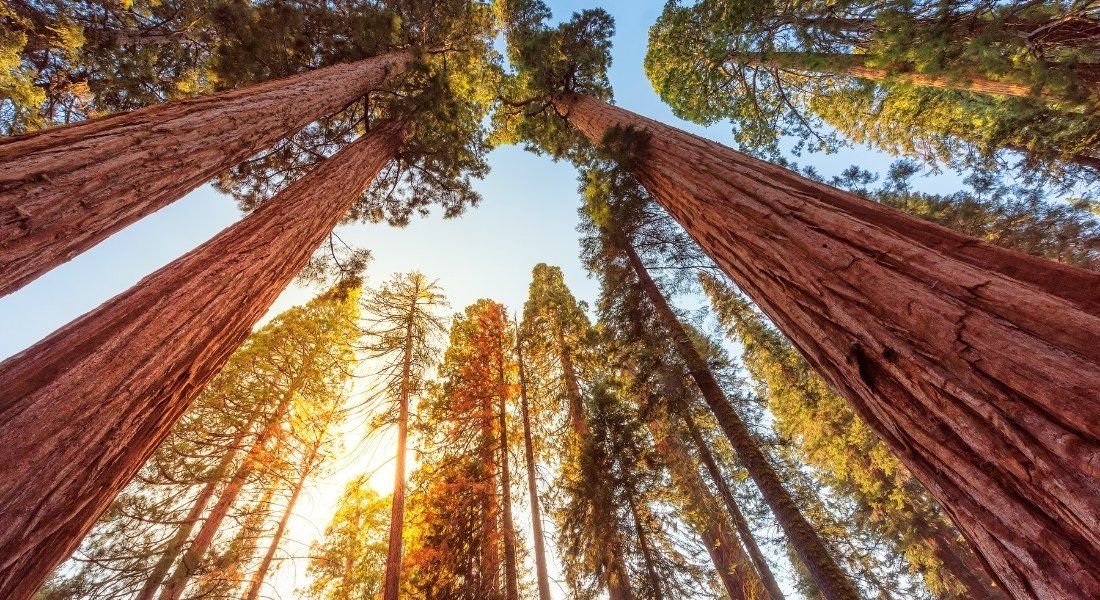 Adobe-206596536 @lucky-photo Arbres géants sequoia durant un circuit aux etats-unis ouest