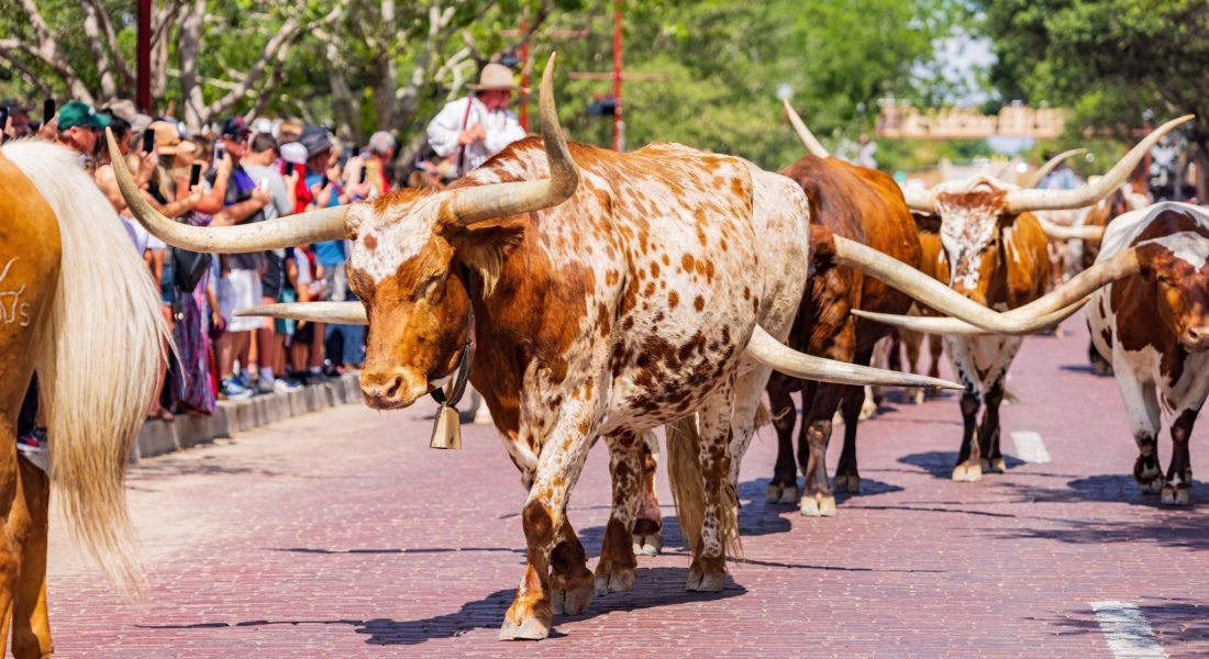 Fort Worth Drive de bétail à Fort Worth