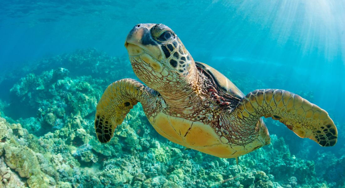 Sea turtle in the Florida Keys Sea turtle in the Florida Keys while scuba diving