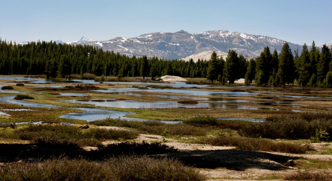 Tuolumne Meadows Prairie alpine de Tuolumne Meadows à Yosemite