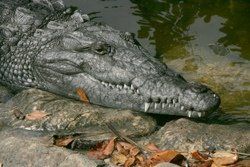 Crocrodile américain, Everglade